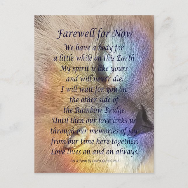 Cat Rainbow Bridge Pet Grief Sympathy Postcards (Front)