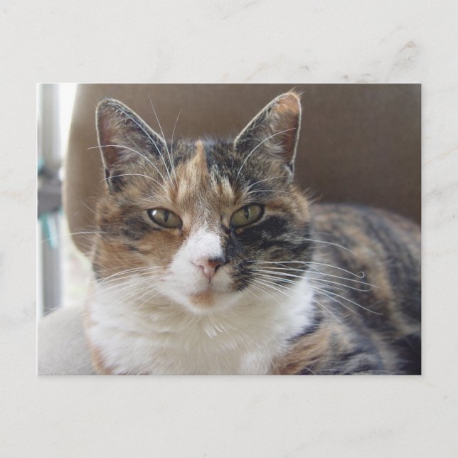 Cat 'Red' portrait Postcard (Front)