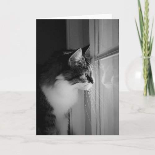 Cat Reflection Blank Greeting Card
