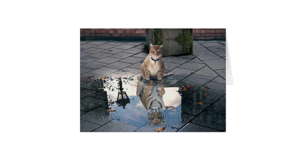 Cat Reflection Fat Cat Cat Memes Cute Cats Zazzle Com