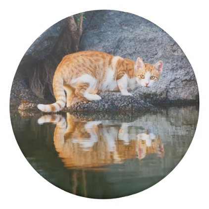 Cat Reflection in Pond Water Funny Kitten Photo ; Eraser