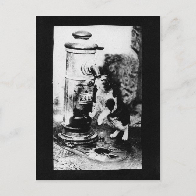 Cat Refreshing in Fountain Postcard (Front)