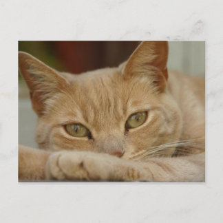 Cat relaxing. postcard