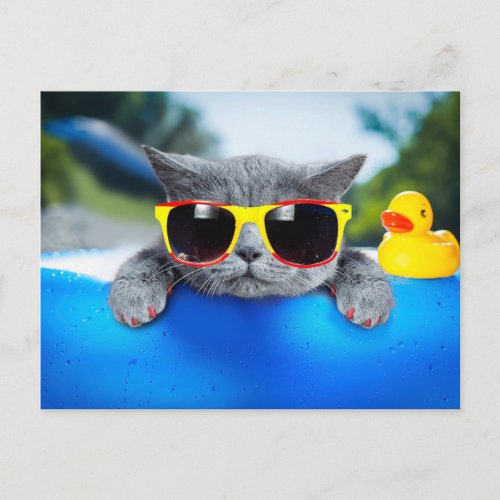 Cat rest in the pool on the air mattress postcard