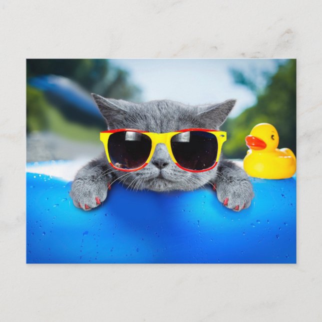 Cat rest in the pool on the air mattress postcard (Front)
