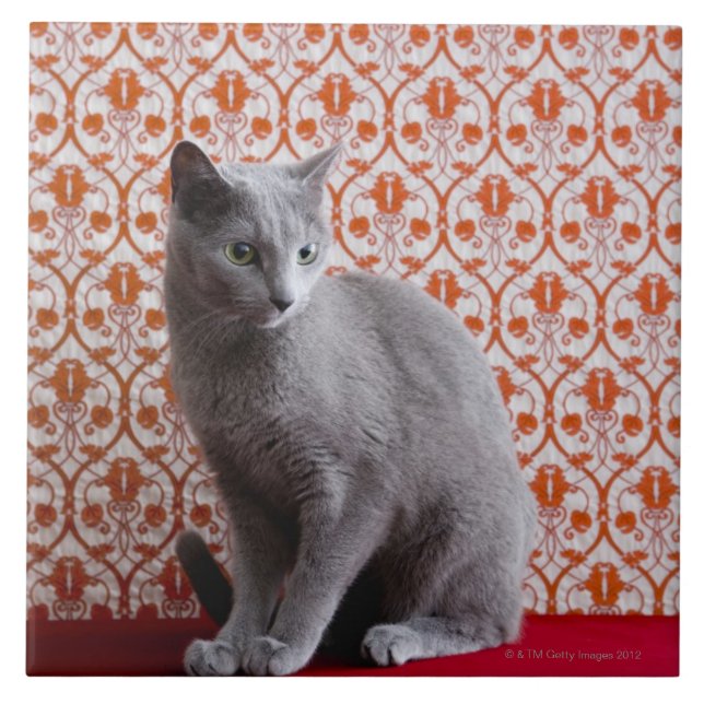 Cat (Russian blue) and wallpaper background Ceramic Tile (Front)