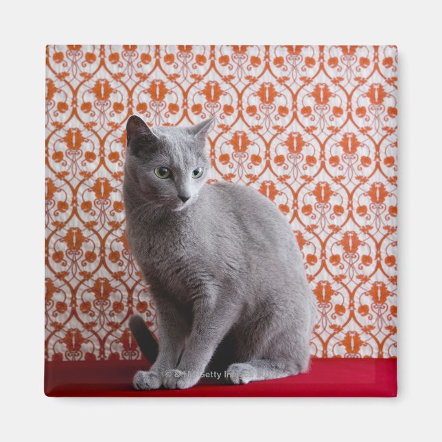 Cat (Russian blue) and wallpaper background Magnet (Front)