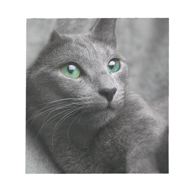 Cat Russian Blue Look Eyes Gray Pet Notepad (Front)