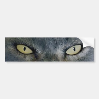 Cat’s Eyes Bumper Sticker by PawsForaMoment at Zazzle