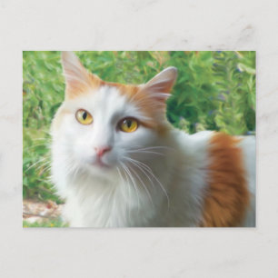 Cat - Samson the Long Haired White and Tan cat Postcard