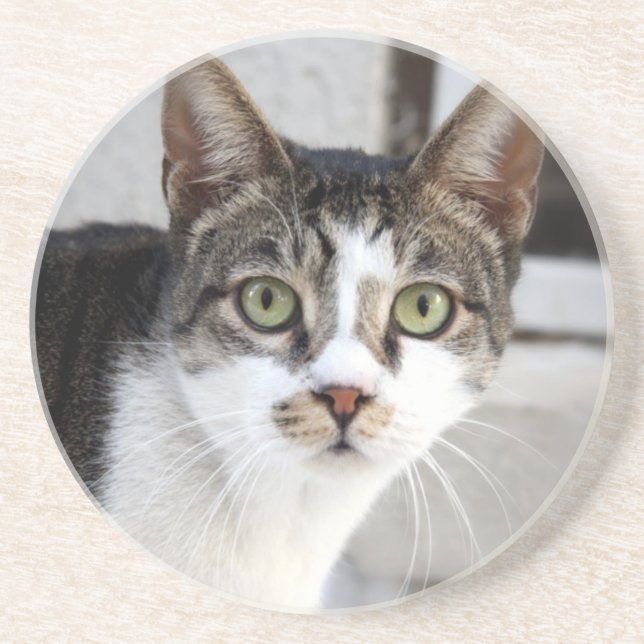 Cat Sandstone Coaster (Front)