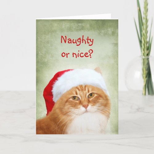 Cat Santa Claus Holiday Card