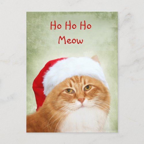 Cat Santa Claus Holiday Postcard