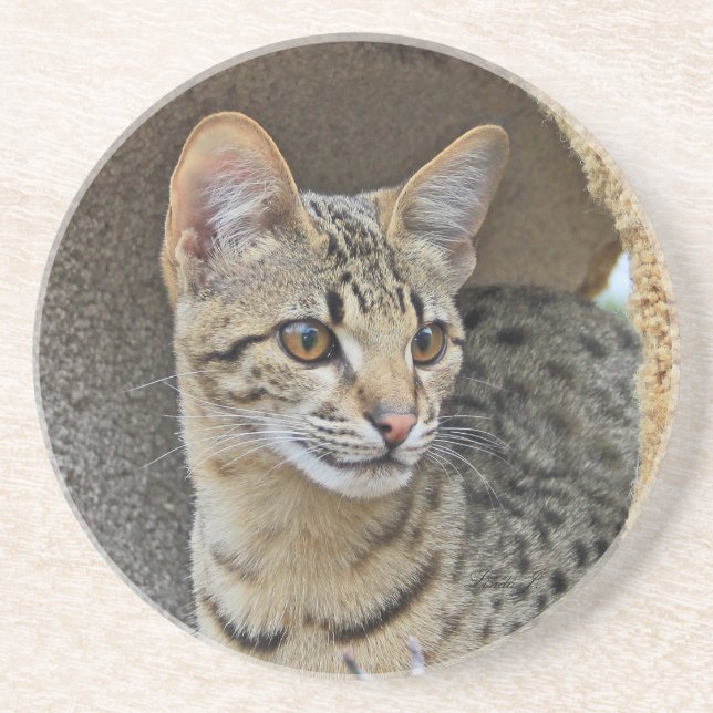 Cat Series---Serval Savannah Cat---Coaster Coaster (Front)