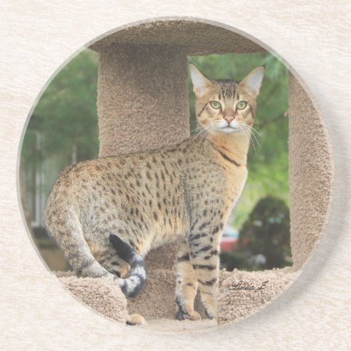 Cat Series___Serval Savannah Cat___Coaster Coaster