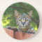 Cat Series---Serval Savannah Cat---Coaster