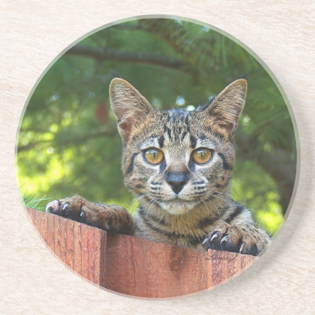 Cat Series---Serval Savannah Cat---Coaster Drink Coaster (Front)