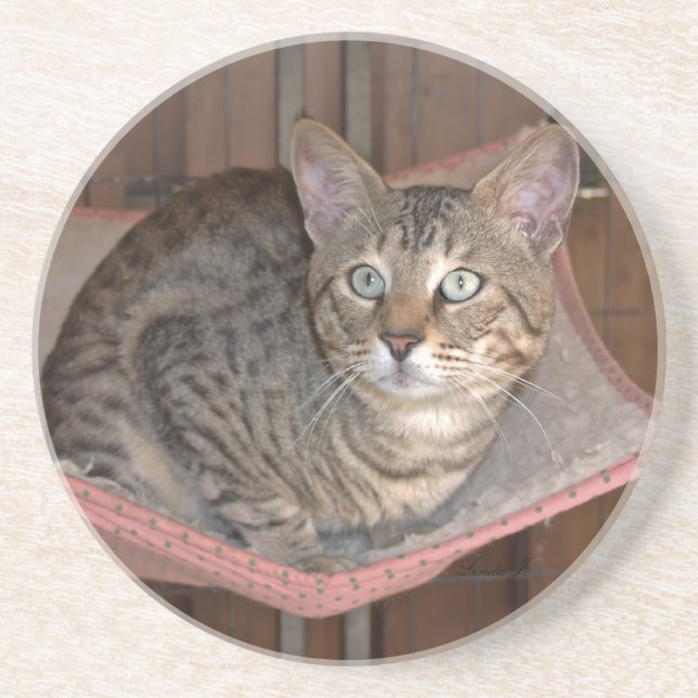 Cat Series---Serval Savannah Cat---Coaster Drink Coaster (Front)