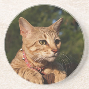 Cat Series---Serval Savannah Cat---Coaster Sandstone Coaster