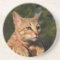 Cat Series---Serval Savannah Cat---Coaster