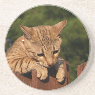 Cat Series---Serval Savannah Cat---Coaster Sandstone Coaster