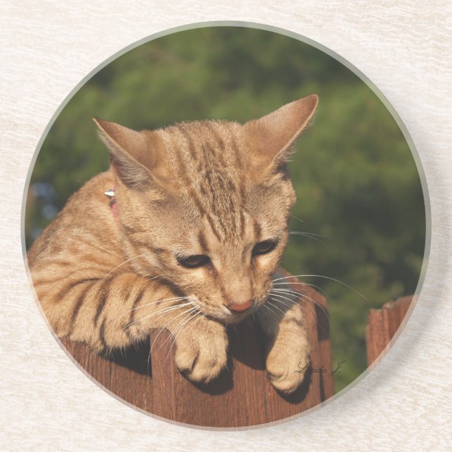 Cat Series---Serval Savannah Cat---Coaster Sandstone Coaster (Front)