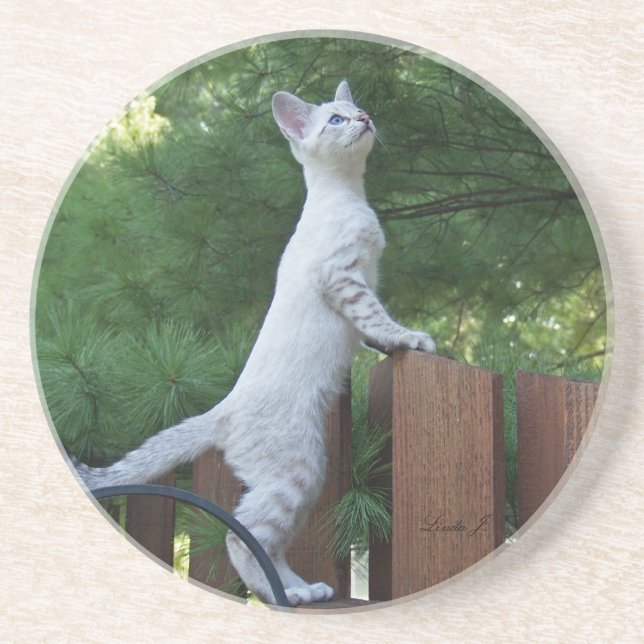 Cat Series---Serval Savannah Cat---Coaster Sandstone Coaster (Front)