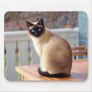 cat, siamese, fur mouse pad