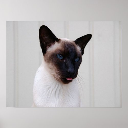 Cat Siamese Portrait Poster