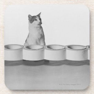 Cat sitting and licking beside pet bowl on white drink coaster
