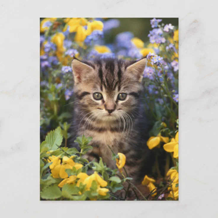 CAT Kitten play in the fountain Garden Bird Cute Yard Russian Modern Postcard 