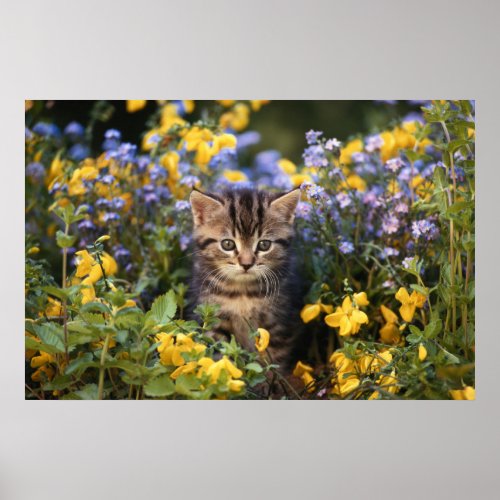 Cat Sitting In Flower Garden Poster
