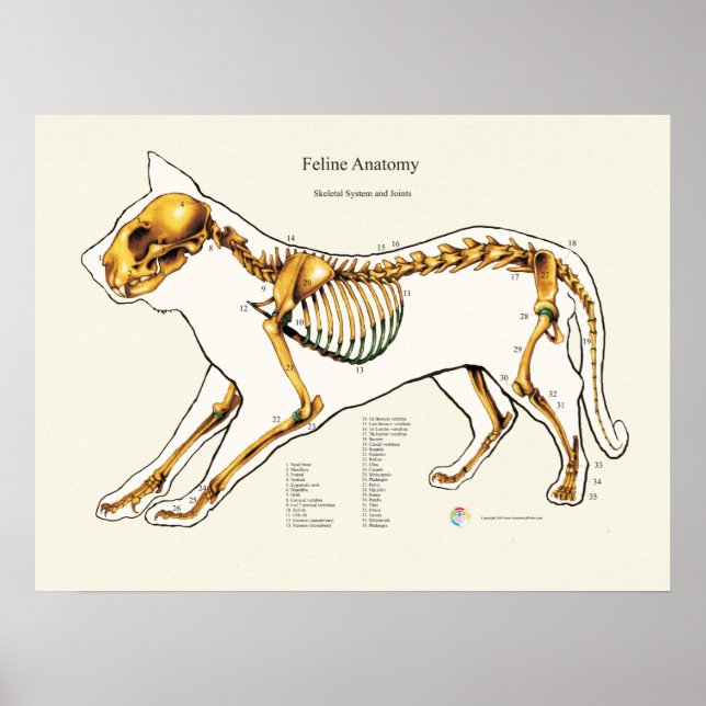 Cat Skeletal Joint Anatomy Veterinary Chart (Front)