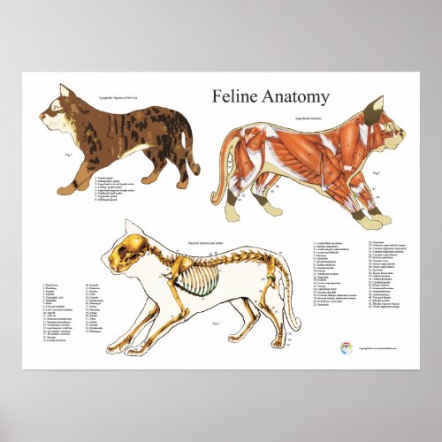 Cat Skeletal Muscle Veterinary Anatomy Chart