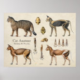 Cat Feline Skeletal Anatomy Poster | Zazzle