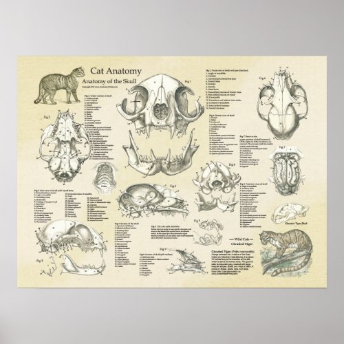 Cat Skeletal Skull Bones Anatomy Chart