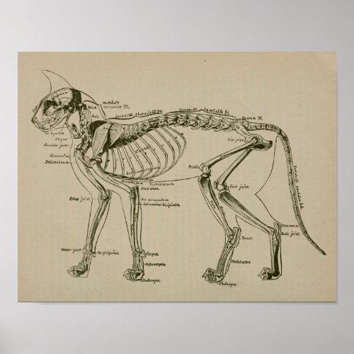 Cat Skeleton Anatomy Vintage Veterinary Print