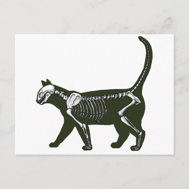 Cat Skeleton Postcard (Front)