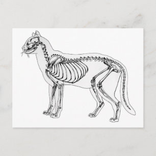 Cat skeleton postcard
