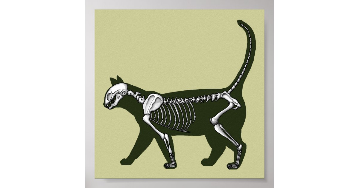 skeleton cat drawing