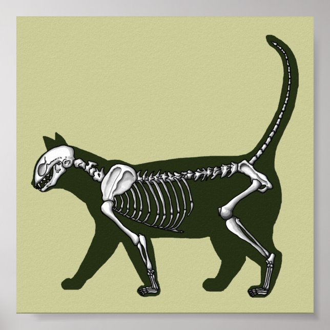 Cat Skeleton Poster (Front)