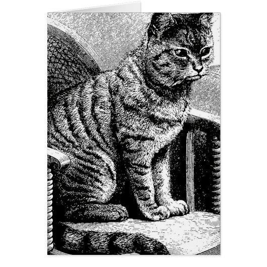 cat sketch cards (Front)
