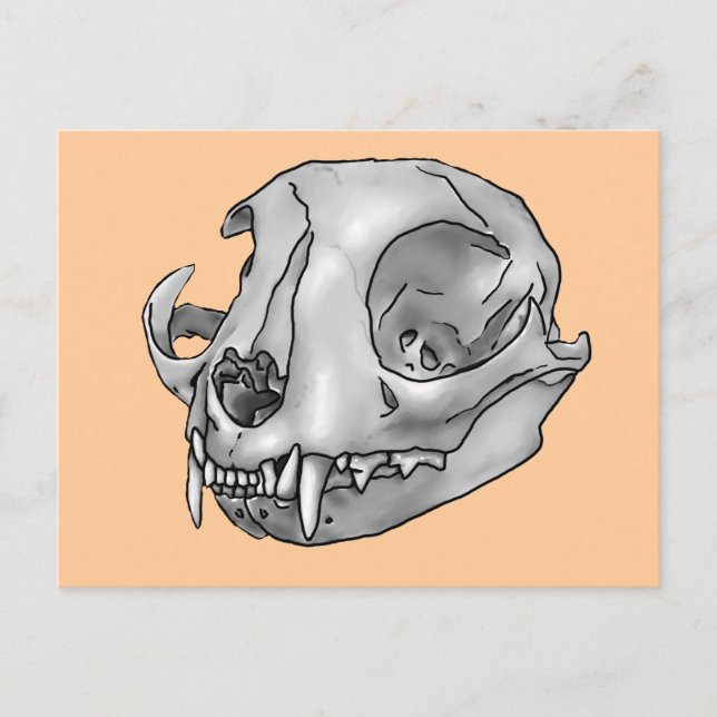 cat skull postcard (Front)
