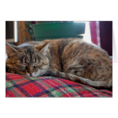 Cat Sleeping on Blanket (Front Horizontal)