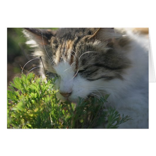 Cat Smelling a Plant Cards (Front Horizontal)