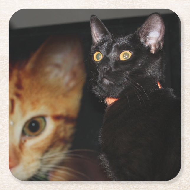 Cat Square Paper Coaster (Front)
