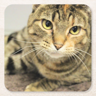 Cat square paper coaster