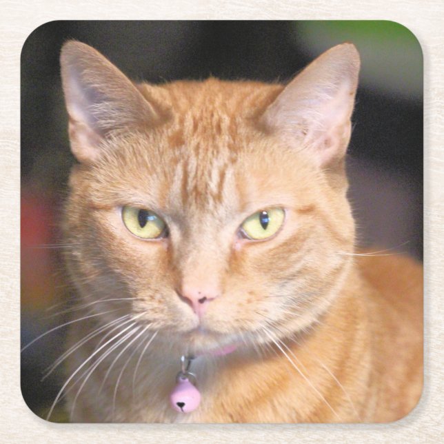 Cat     square paper coaster (Front)