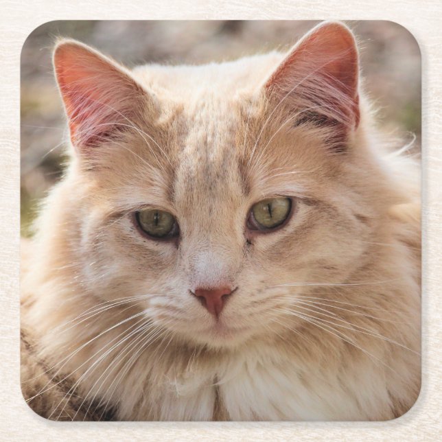 Cat      square paper coaster (Front)