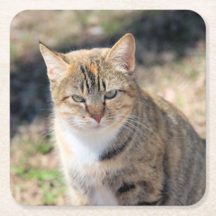 Cat square paper coaster
